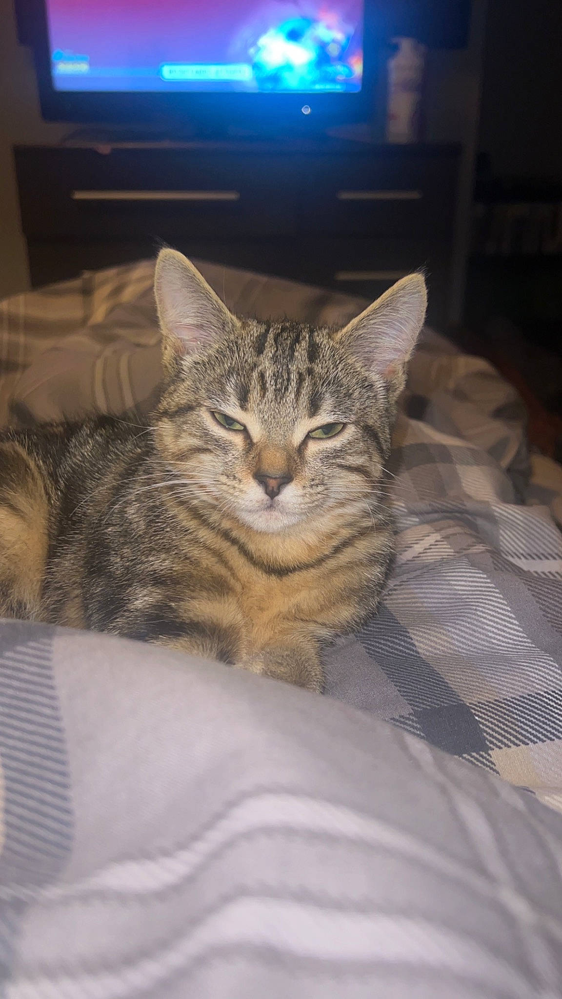 Luna is registered to the contest to win money with this photo: cable_television, carnivore, cat, comfort, display_device, domestic_short_haired_cat, felidae, flat_panel_display, fur, led_backlit_lcd_display, picture_frame, small_to_medium_sized_cats, snout, television, television_set, terrestrial_animal, whiskers, wildlife