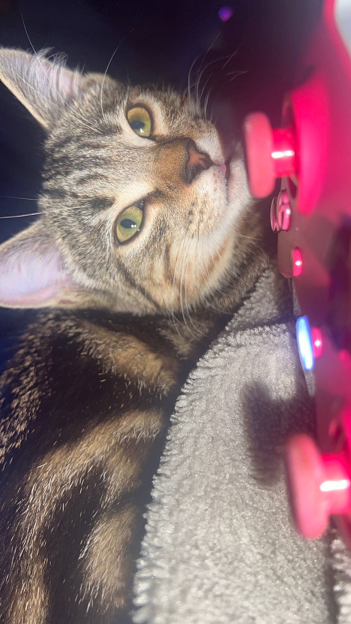 Luna is registered to the contest to win money with this photo: carnivore, cat, claw, darkness, domestic_short_haired_cat, ear, eye, felidae, fur, human_body, macro_photography, nose, paw, photo_caption, small_to_medium_sized_cats, snout, tail, whiskers