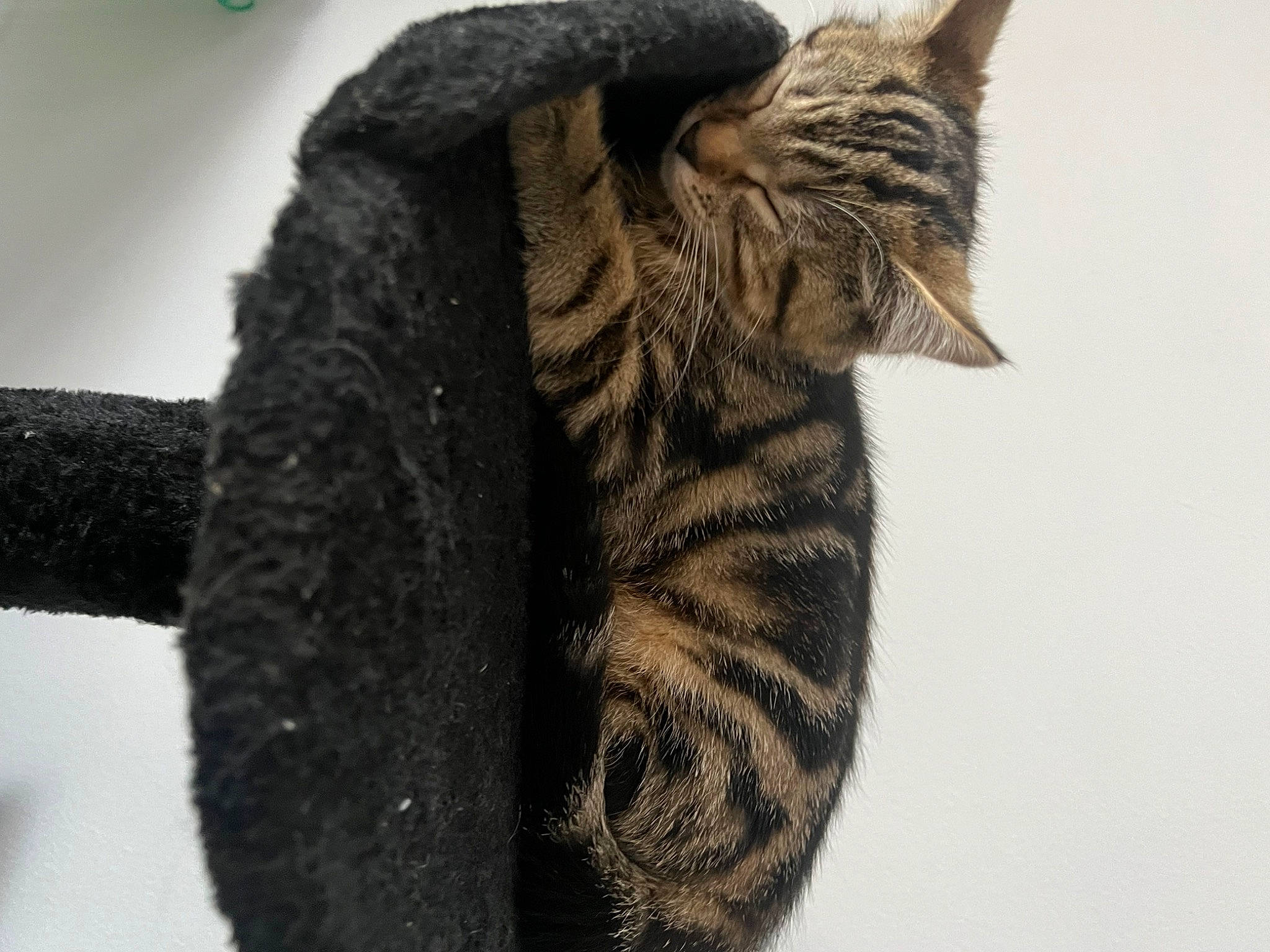 Luna is registered to the contest to win money with this photo: carnivore, cat, claw, domestic_short_haired_cat, ear, fashion_accessory, felidae, foot, fur, gesture, pattern, small_to_medium_sized_cats, snout, tail, terrestrial_animal, whiskers, wildlife