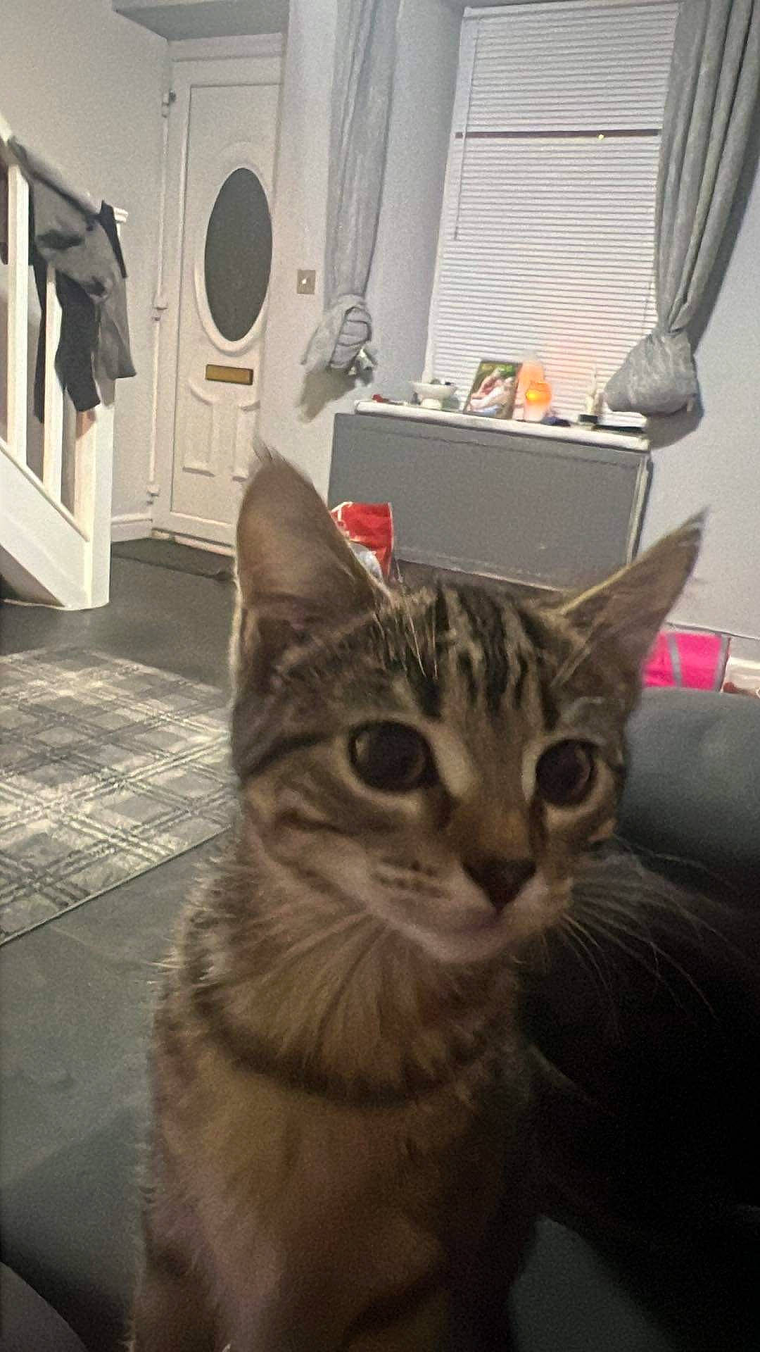 Luna joined the competition — help win amazing prizes! carnivore, cat, comfort, curtain, domestic_short_haired_cat, door, felidae, flooring, fur, grey, paw, room, small_to_medium_sized_cats, snout, tail, tree, whiskers, window, wood