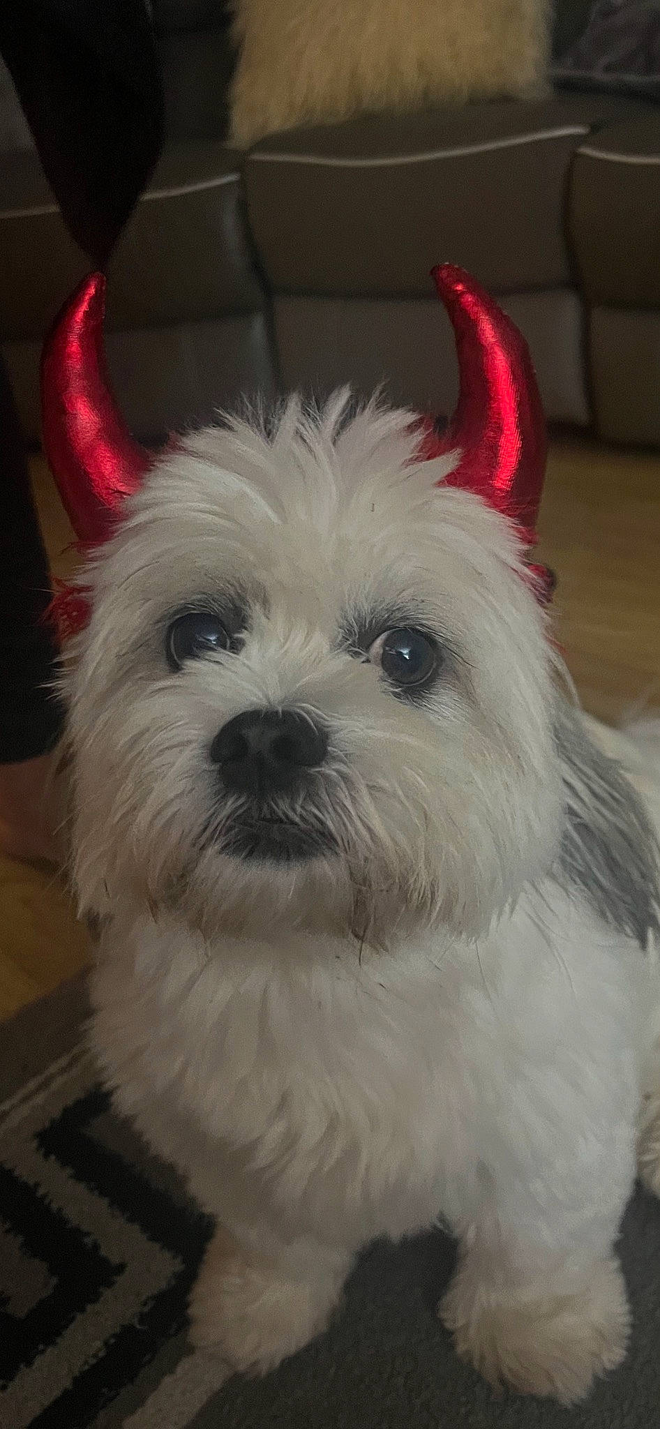 Cookie is registered to the contest to win money with this photo: canidae, carmine, carnivore, companion_dog, dog, dog_breed, ear, fur, non_sporting_group, small_terrier, snout, sporting_group, terrestrial_animal, toy_dog, working_animal