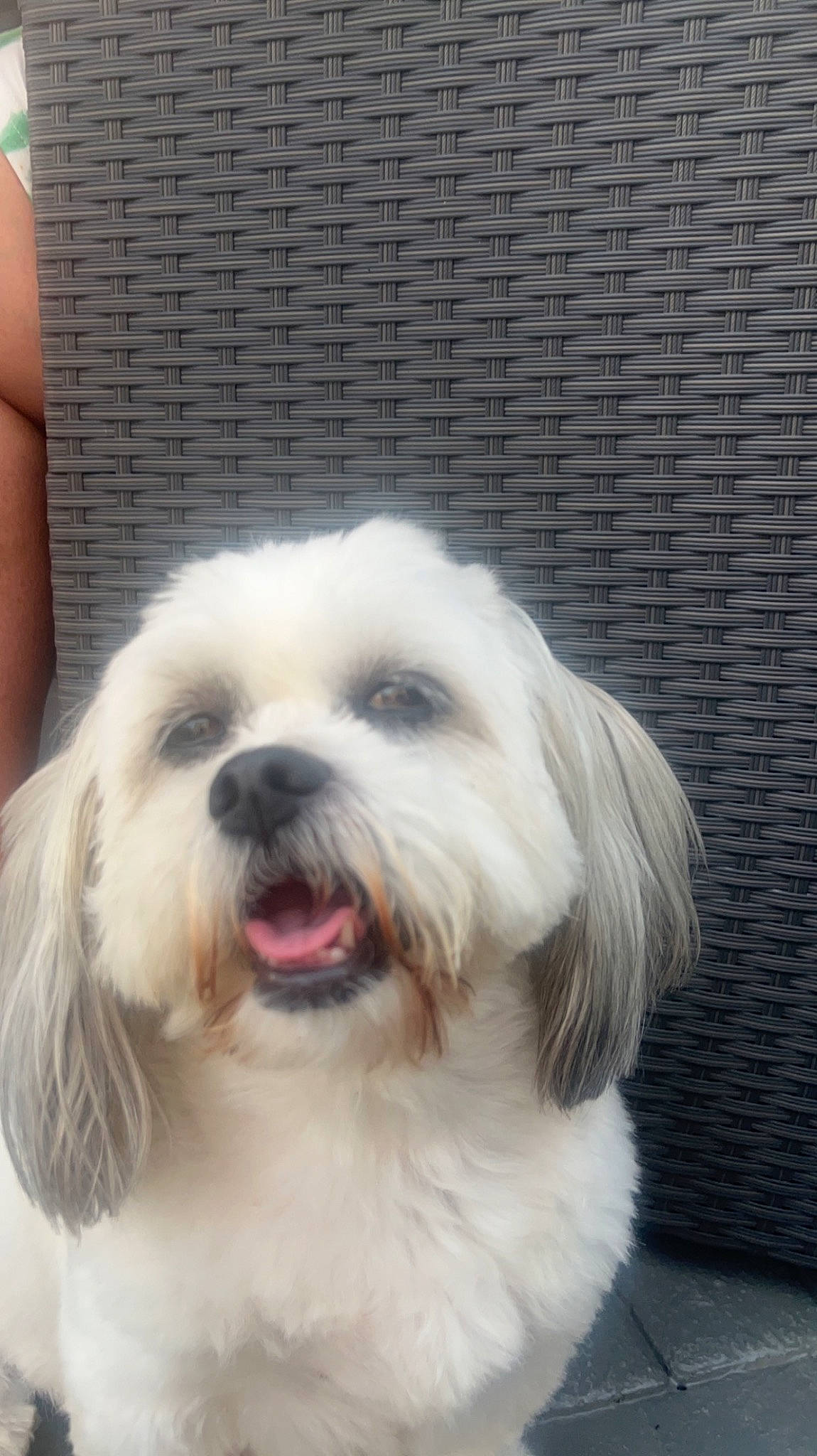 Cookie joined the competition — help win amazing prizes! canidae, carnivore, companion_dog, dog, dog_breed, fur, liver, mal_shi, maltepoo, non_sporting_group, small_terrier, snout, sporting_group, terrestrial_animal, toy_dog, whiskers, working_animal