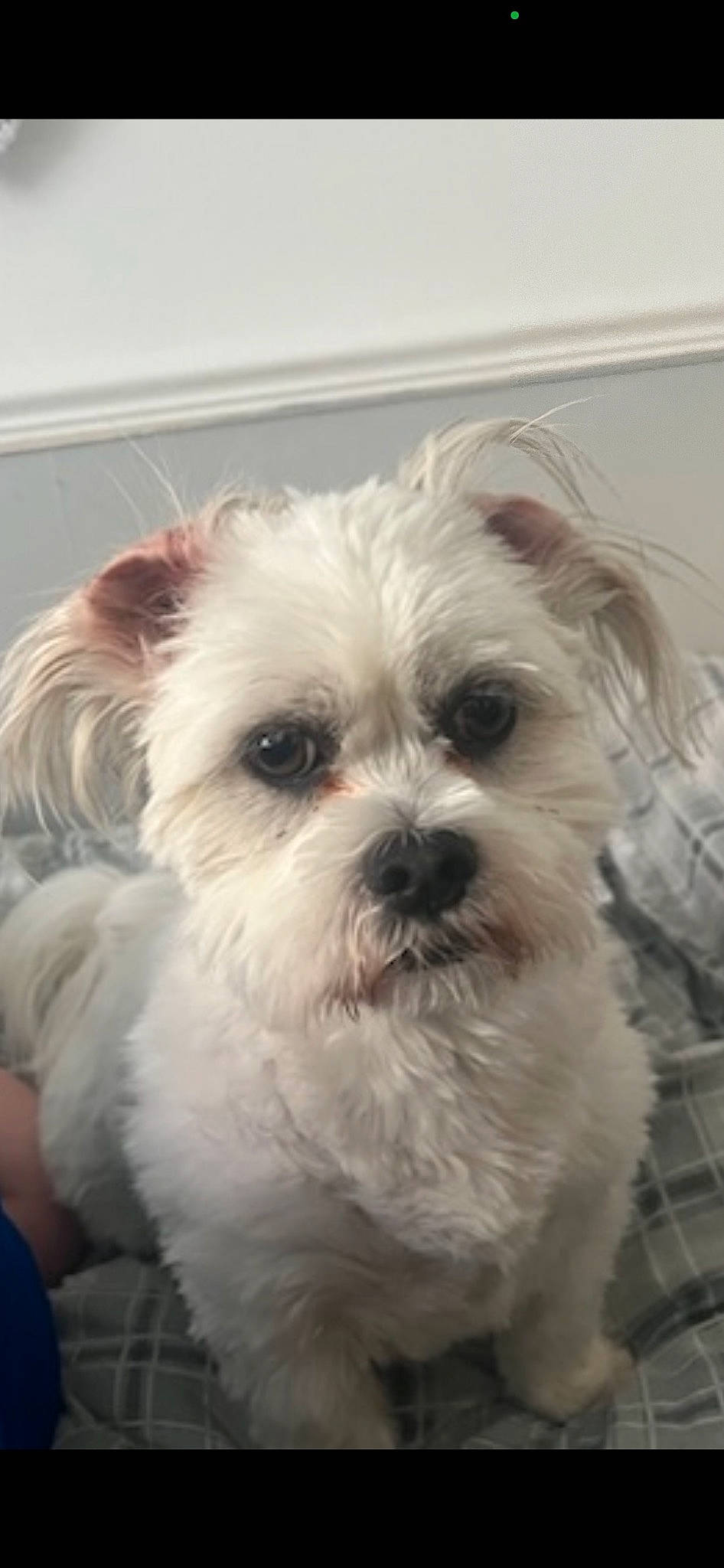 Cookie is registered to the contest to win money with this photo: canidae, carnivore, companion_dog, dog, dog_breed, fur, liver, mal_shi, maltepoo, non_sporting_group, poodle_crossbreed, shih_poo, shih_tzu, small_terrier, snout, sporting_group, terrestrial_animal, terrier, toy_dog, working_animal