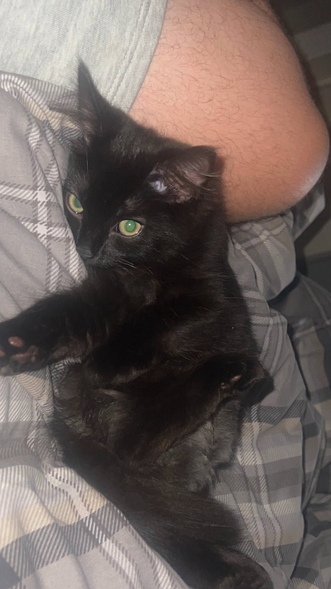 Lexi joined the competition — help win amazing prizes! abdomen, black_cat, bombay, carnivore, cat, chest, claw, comfort, domestic_short_haired_cat, elbow, felidae, fur, gesture, havana_brown, small_to_medium_sized_cats, snout, tail, thigh, whiskers