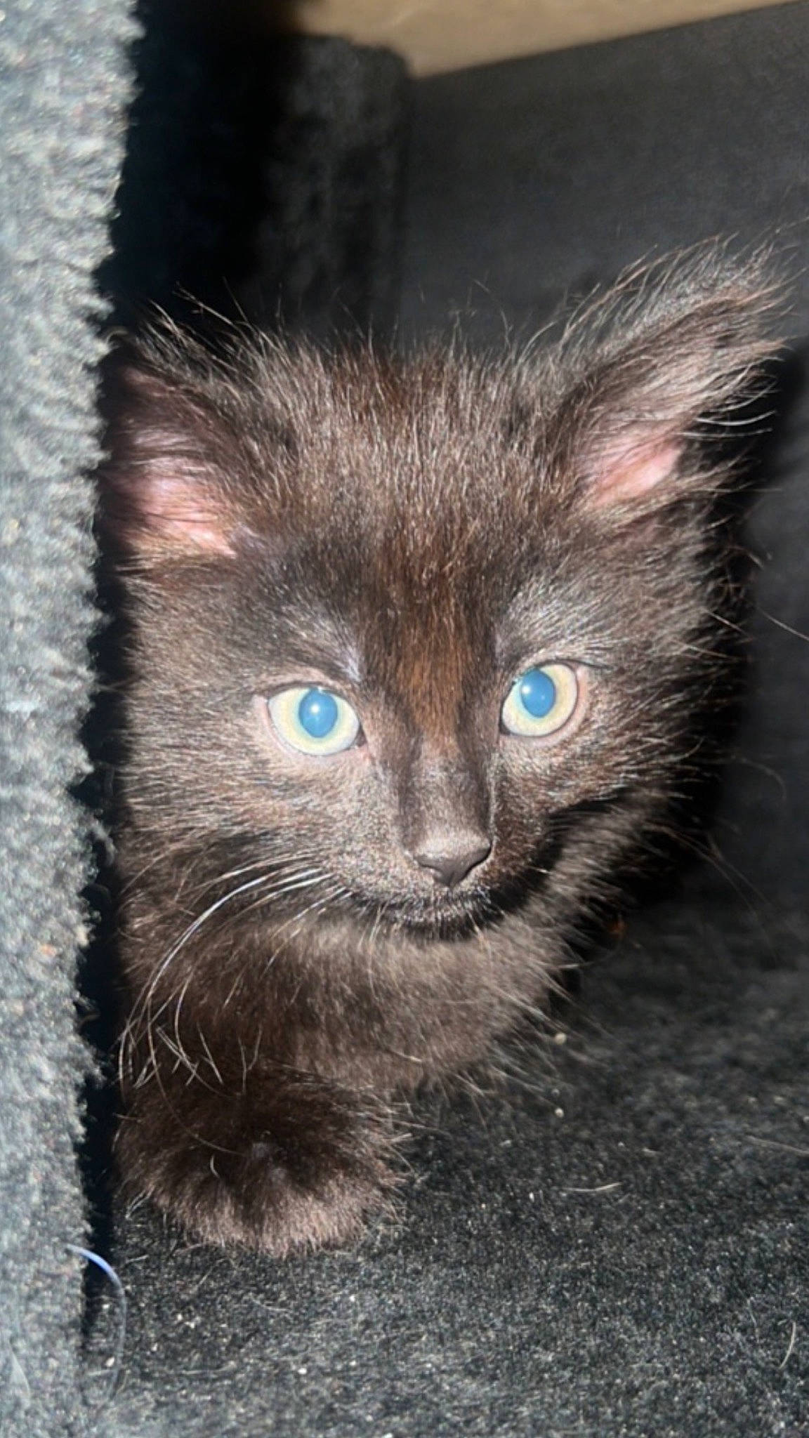 Lexi is registered to the contest to win money with this photo: black_cat, carnivore, cat, claw, domestic_short_haired_cat, electric_blue, felidae, fur, grey, small_to_medium_sized_cats, snout, tail, terrestrial_animal, whiskers, wildlife
