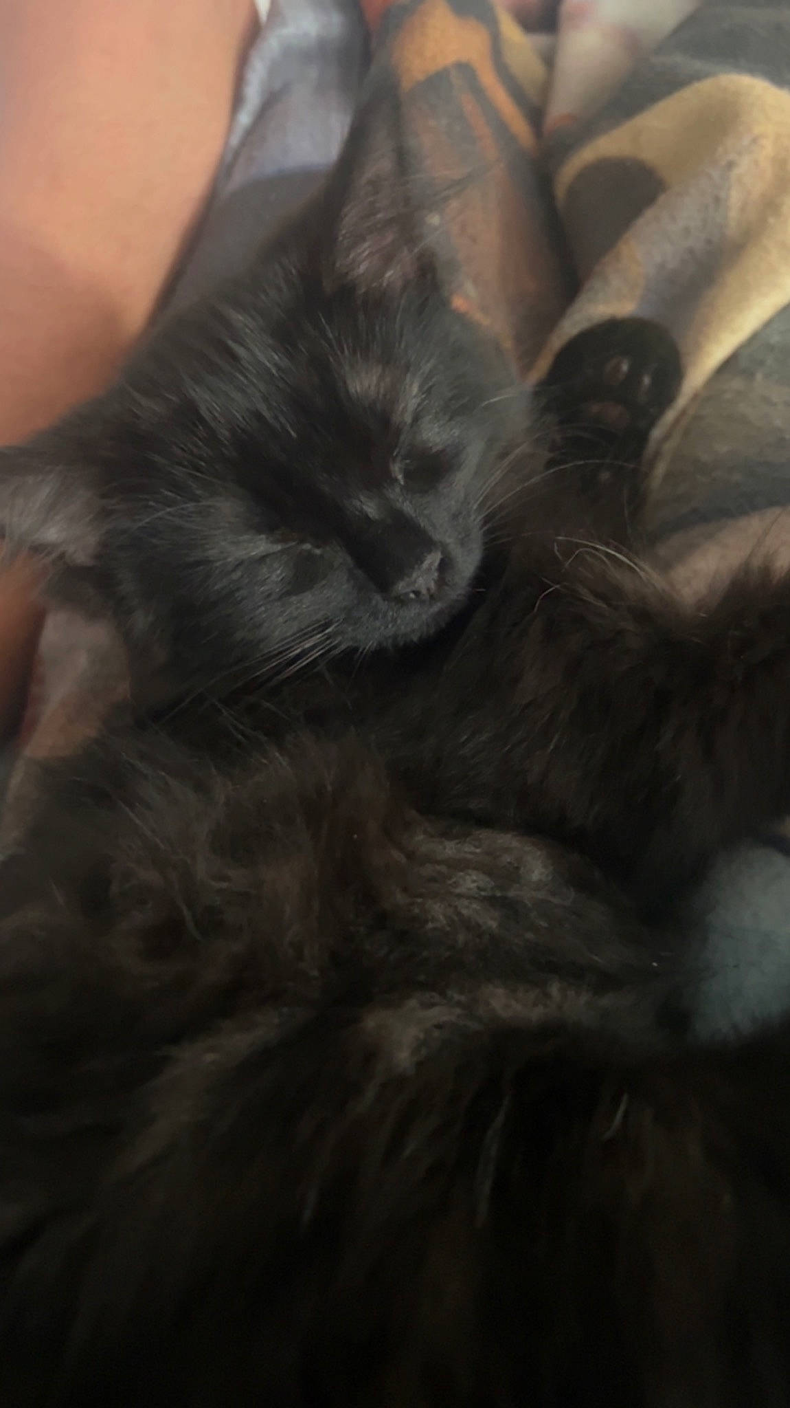 Lexi joined the competition — help win amazing prizes! black_cat, carnivore, cat, claw, cloud, comfort, domestic_short_haired_cat, felidae, fur, gesture, grey, human_leg, nap, paw, sitting, sky, small_to_medium_sized_cats, snout, tail, whiskers