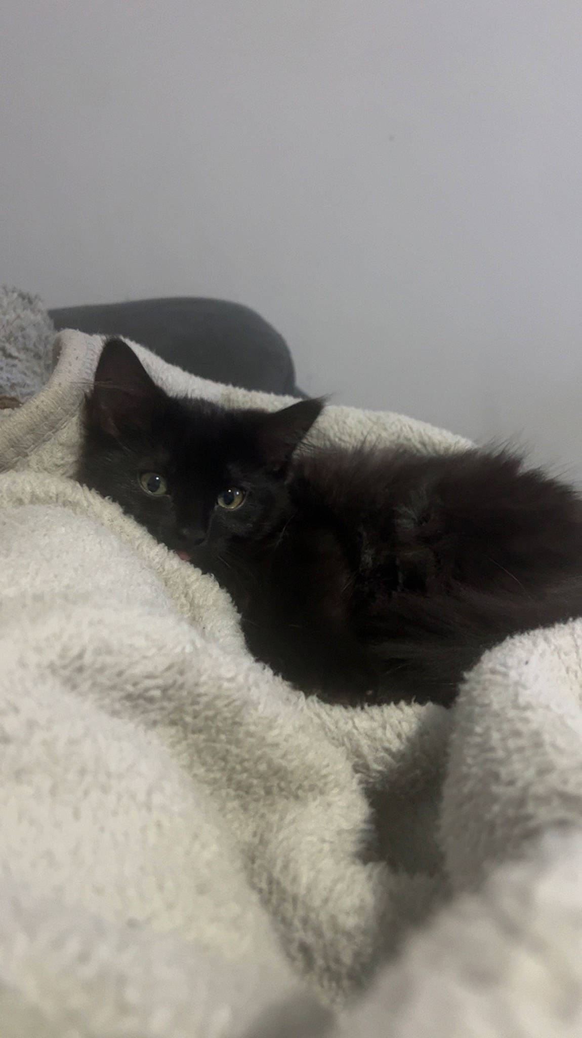 Lexi is registered to the contest to win money with this photo: black_cat, carnivore, cat, comfort, domestic_short_haired_cat, felidae, freezing, fur, grey, monochrome, monochrome_photography, paw, small_to_medium_sized_cats, snout, snow, tail, whiskers, winter