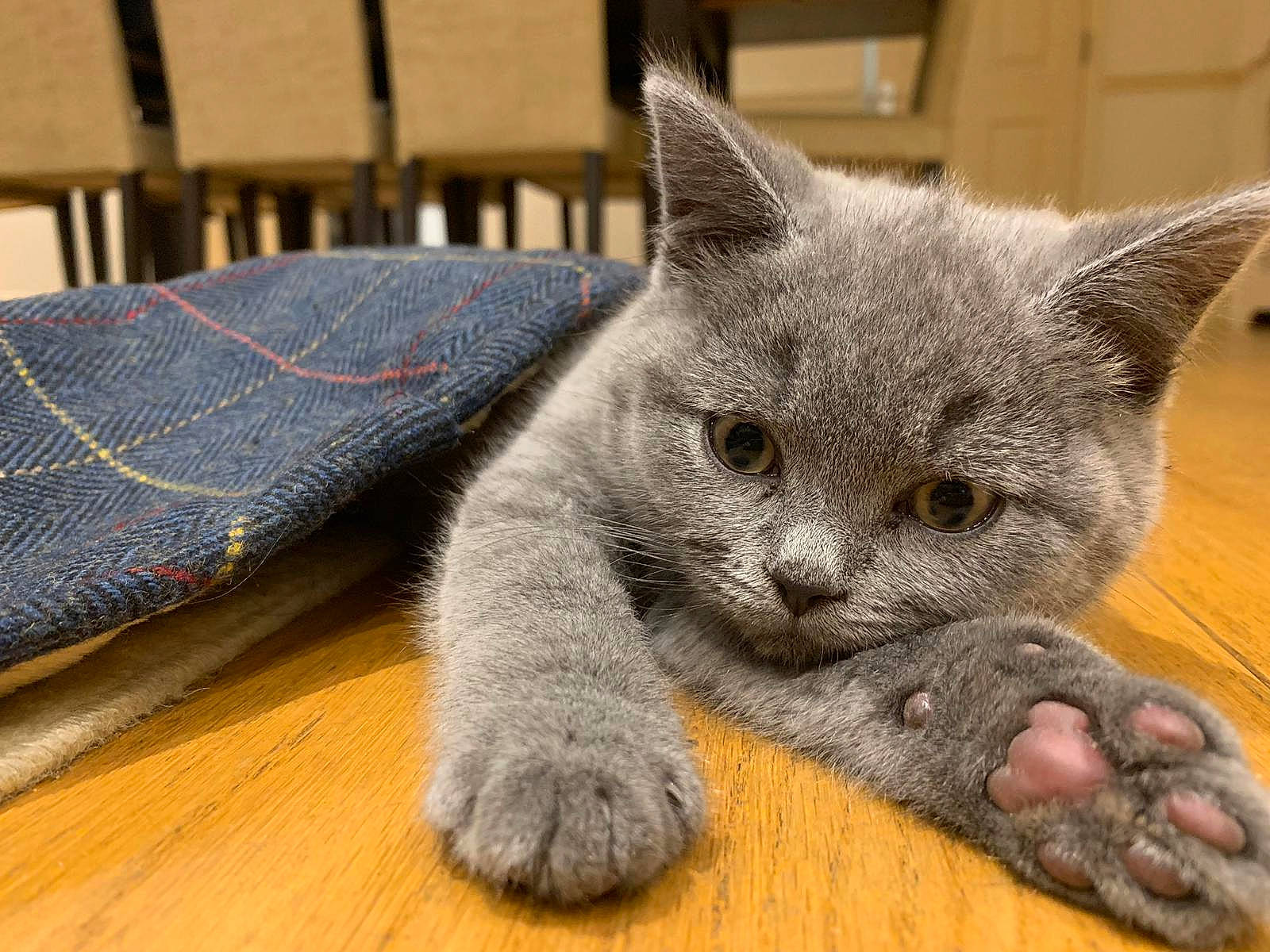 Figgy is registered to the contest to win money with this photo: asian, british_semi_longhair, british_shorthair, carnivore, cat, chartreux, claw, domestic_short_haired_cat, european_shorthair, fawn, felidae, kitten, korat, mammal, nebelung, russian_blue, small_to_medium_sized_cats, snout, vertebrate, whiskers