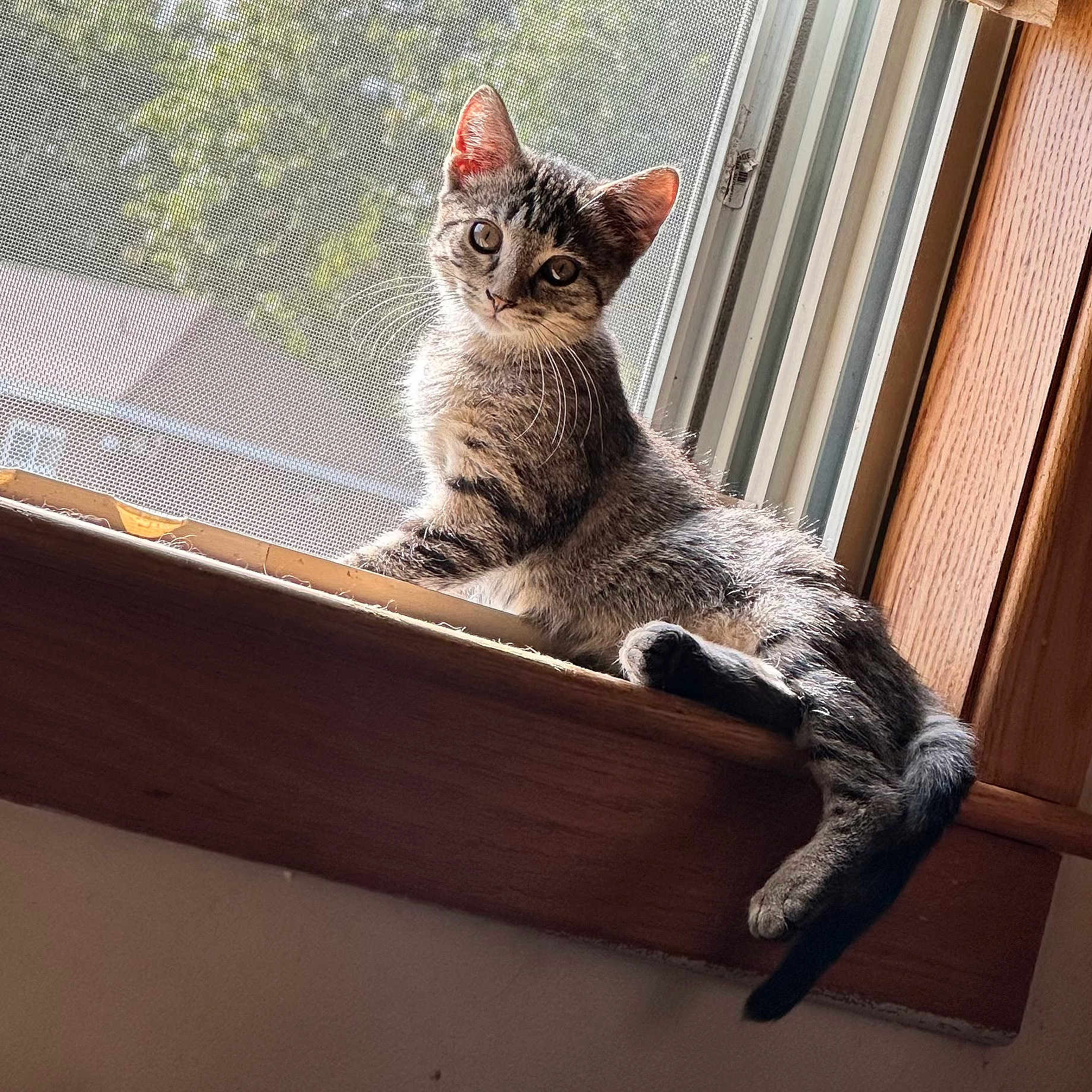 Milo joined the competition — help win amazing prizes! abyssinian, animal, cat, egyptiancat, kitten, manx, pet, window, windowsill