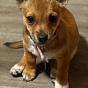 Frankie joined the competition — help win amazing prizes! puppy, dog, brown, small_dog, collar, pet, floor, ears, cute, indoor, animal, canine, young_dog, looking, sitting, fur, tag, domestic_animal, whiskers, portrait