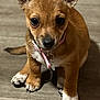 puppy, dog, brown, small_dog, collar, pet, floor, ears, cute, indoor, animal, canine, young_dog, looking, sitting, fur, tag, domestic_animal, whiskers, portrait