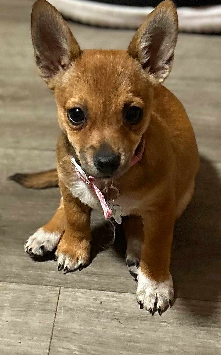 Frankie