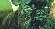 Rufus Groove is registered to the contest to win money with this photo: