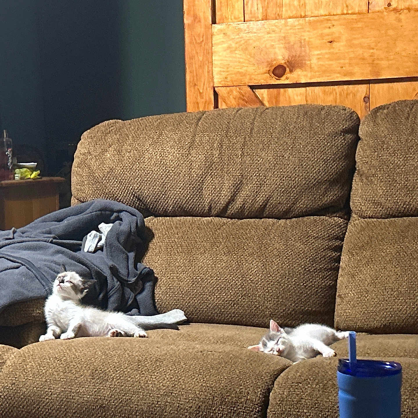 Kaylee And Karma joined the competition — help win amazing prizes! animal, architecture, armchair, blanket, building, cat, chair, couch, cushion, furniture, hardwood, homedecor, indoors, interiordesign, kitten, livingroom, person, pet, room, wood