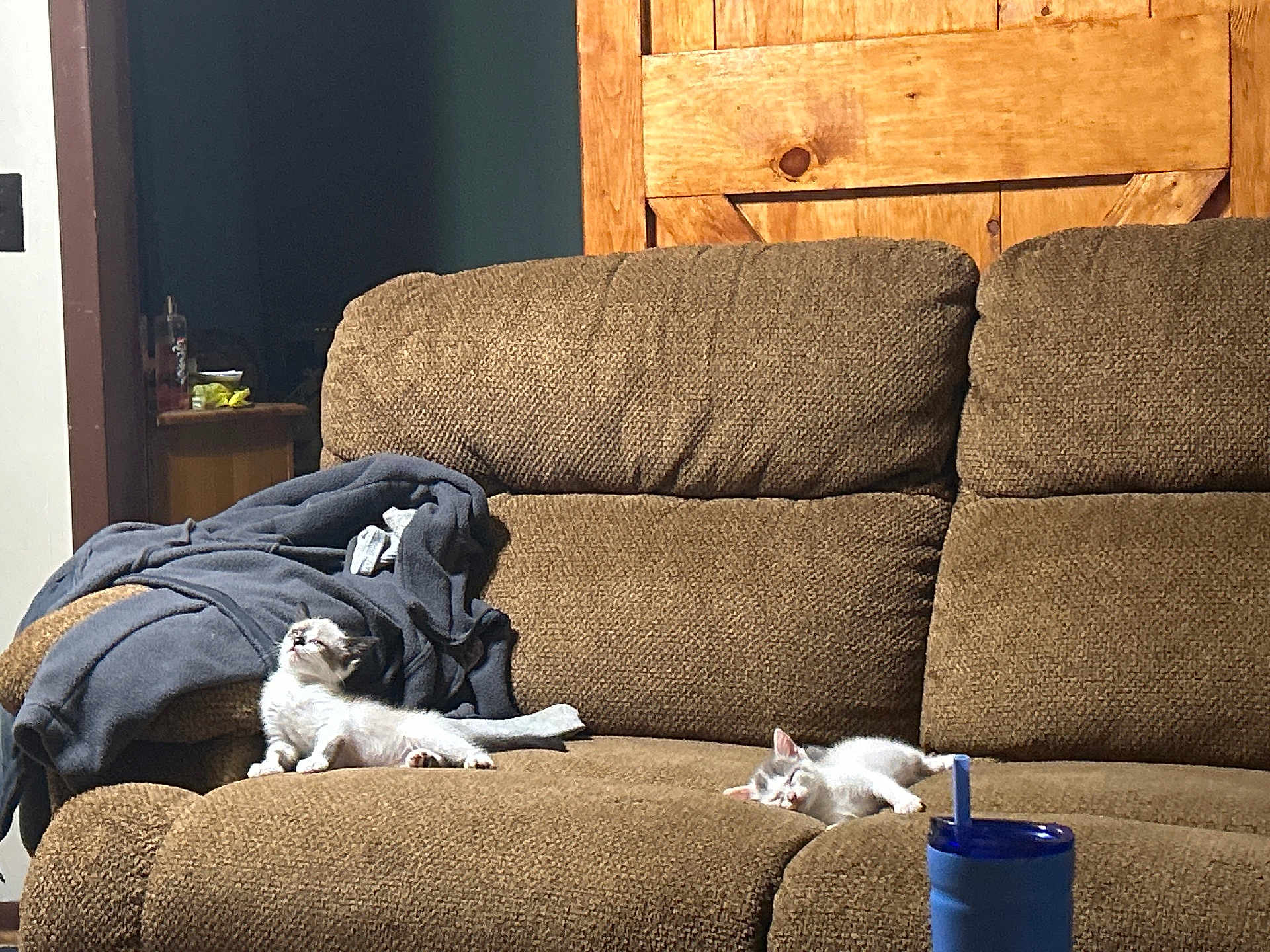 Kaylee And Karma joined the competition — help win amazing prizes! animal, architecture, armchair, blanket, building, cat, chair, couch, cushion, furniture, hardwood, homedecor, indoors, interiordesign, kitten, livingroom, person, pet, room, wood