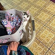 Kaylee And Karma joined the competition — help win amazing prizes! cat, white_cat, laundry_basket, laundry, clothing, kitten, indoor, tiled_floor, patterned_floor, curious, peek, basket_handle, fabric, home, pet, eye_contact, sitting, cute, supervisor, relaxed