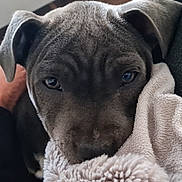 Arthemis a rejoint le concours — aidez-le/la à gagner de superbes lots ! puppy, dog, close_up, blanket, snuggling, soft_texture, fur, ears, nose, eyes, cozy, comfort, indoor, pet, animal, cute, portrait, young_dog, face, resting
