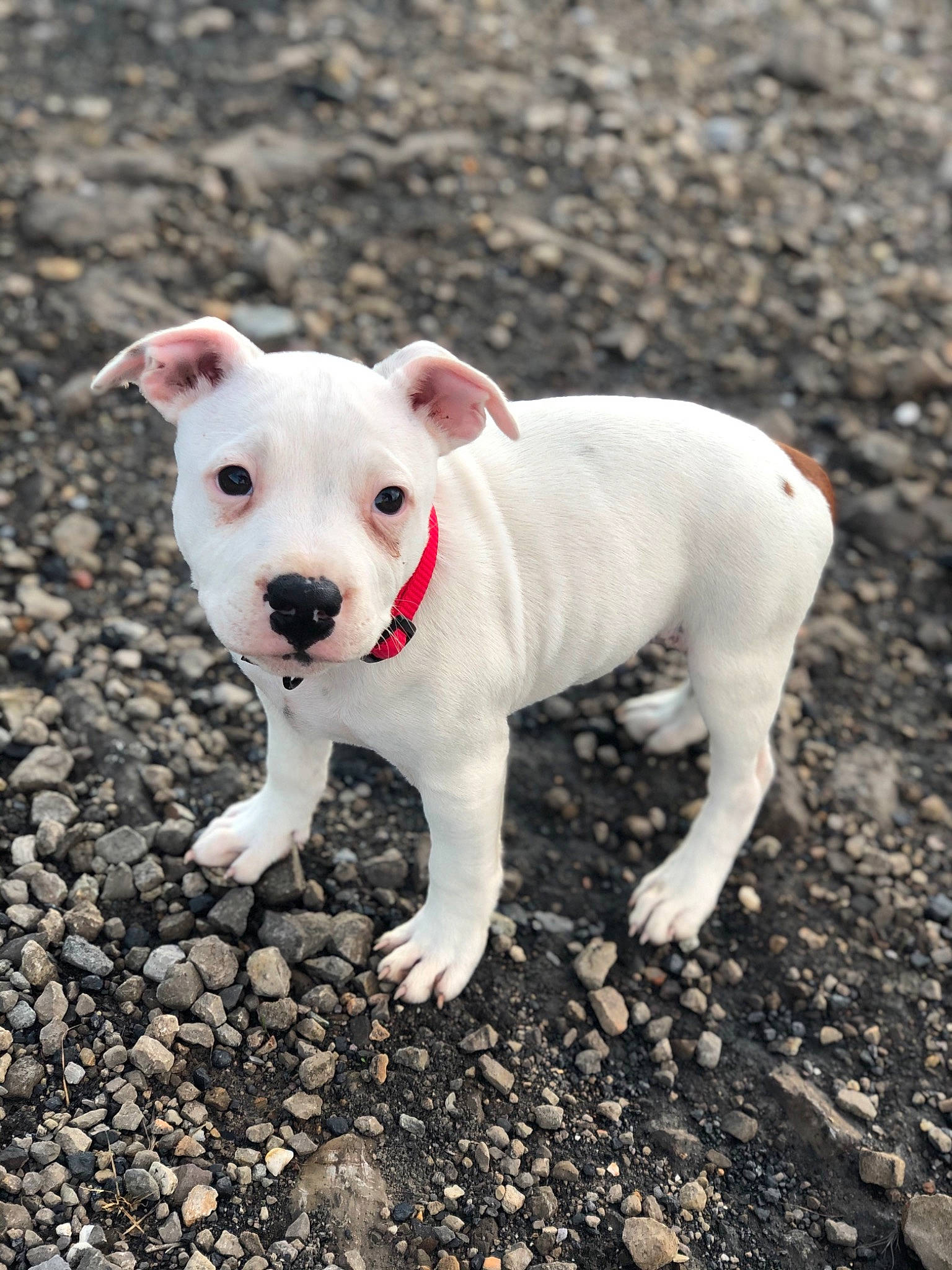 Vito a rejoint le concours — aidez-le/la à gagner de superbes lots ! adventure, canidae, carnivore, collar, companion_dog, cordoba_fighting_dog, dog, dog_breed, dogo_guatemalteco, fawn, grass, non_sporting_group, plant, puppy, snout, soil, sporting_group, tail, terrestrial_animal, working_animal