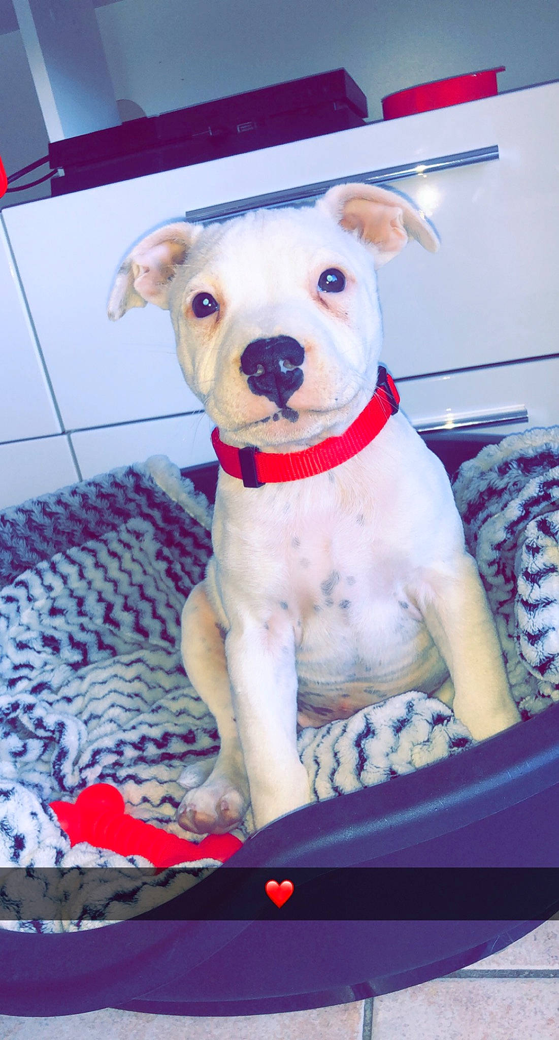 Vito a rejoint le concours — aidez-le/la à gagner de superbes lots ! carnivore, collar, companion_dog, couch, dog, dog_breed, dog_clothes, dog_collar, dog_supply, dogo_argentino, fawn, linens, paw, pet_supply, pit_bull, puppy, sporting_group, terrier, toy_dog, working_animal