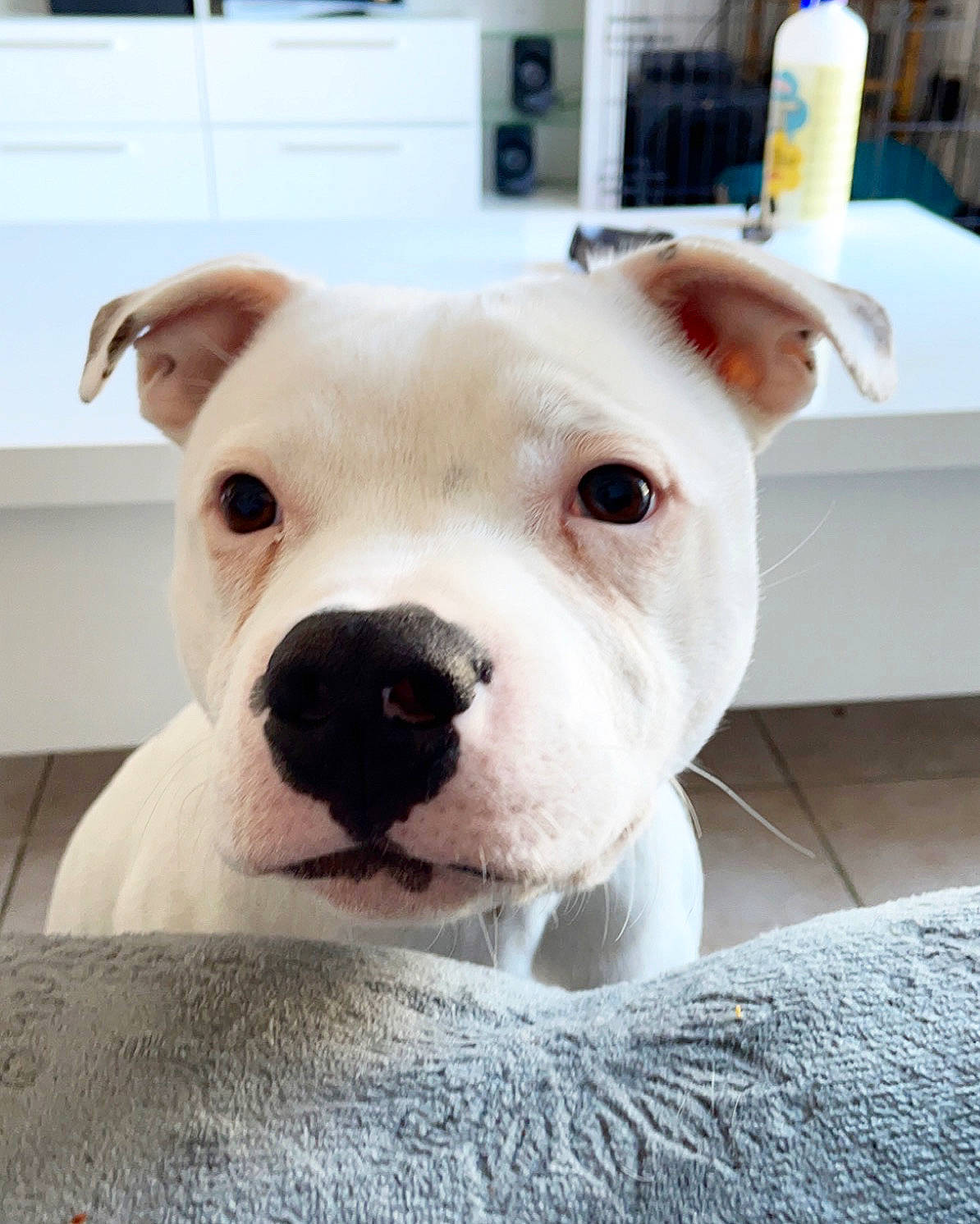 Vito participe au concours pour gagner de l'argent avec cette photo : boxer, canidae, carnivore, collar, companion_dog, cordoba_fighting_dog, dog, dog_breed, fawn, non_sporting_group, snout, sporting_group, terrestrial_animal, whiskers, white, working_animal