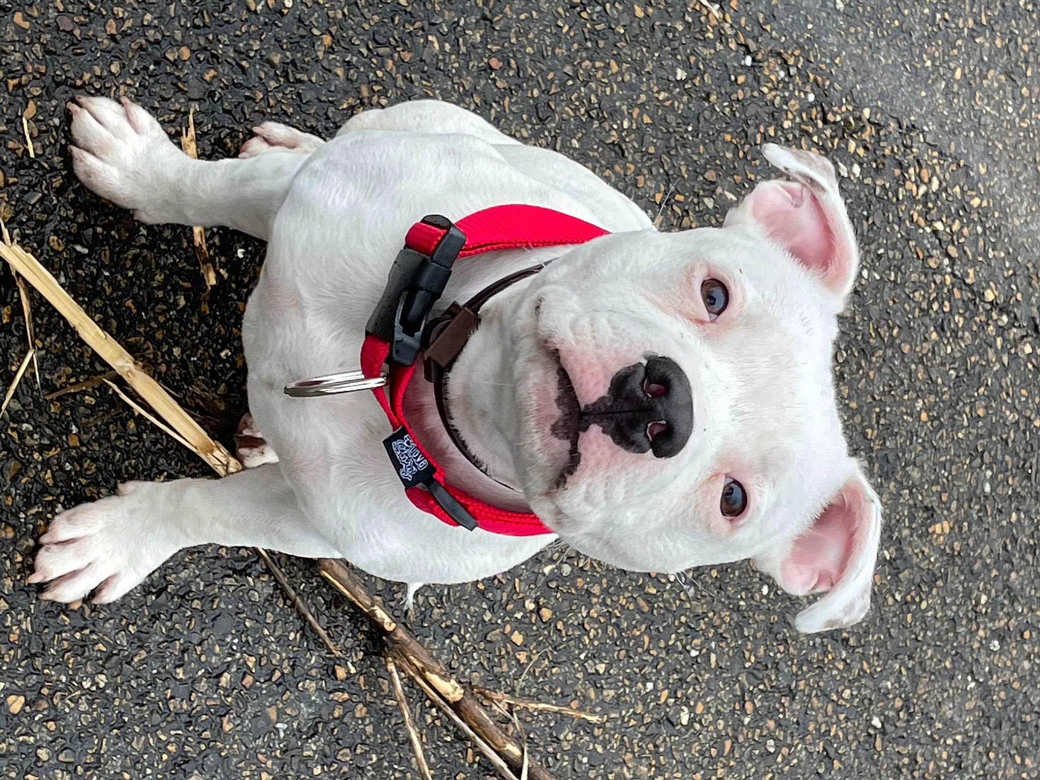 Vito participe au concours pour gagner de l'argent avec cette photo : canidae, carmine, carnivore, collar, companion_dog, concrete, dog, dog_breed, dog_clothes, dog_collar, dog_supply, fawn, leash, mammal, pet_supply, snout, sporting_group, terrestrial_animal, vertebrate, working_animal