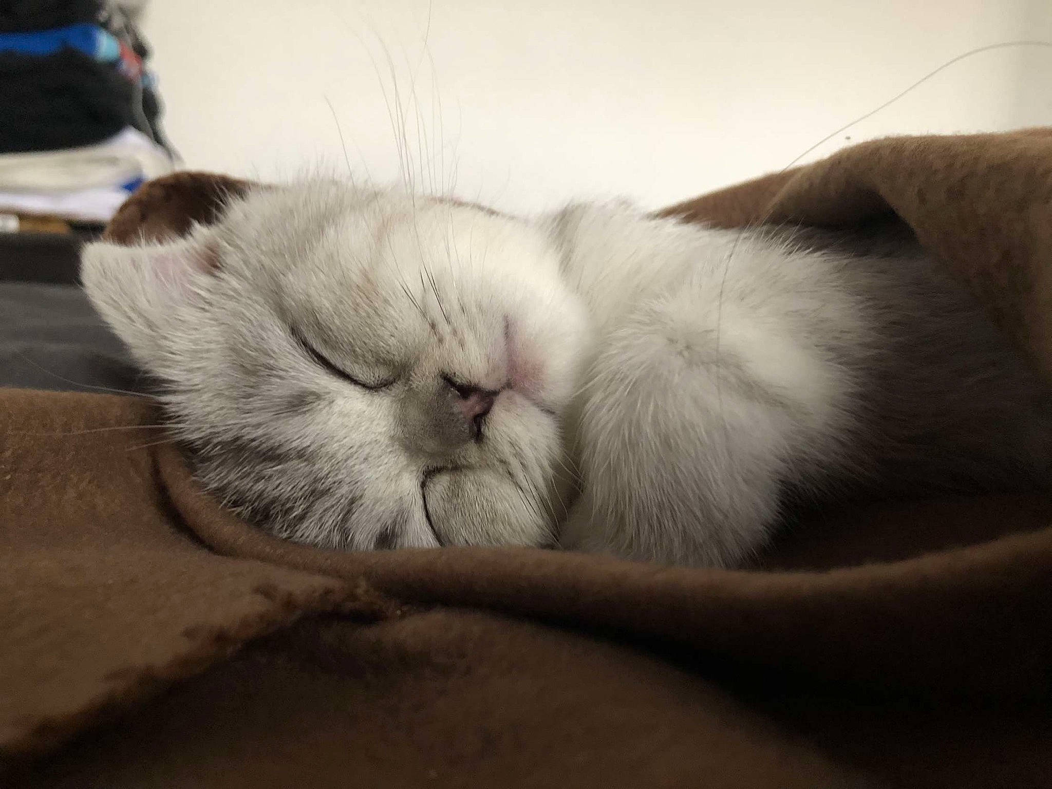 Flocon a rejoint le concours — aidez-le/la à gagner de superbes lots ! carnivore, cat, claw, comfort, domestic_short_haired_cat, fawn, felidae, foot, fur, grey, nap, paw, sleep, small_to_medium_sized_cats, snout, tail, whiskers