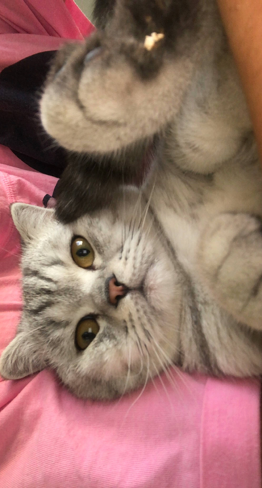 Flocon participe au concours pour gagner de l'argent avec cette photo : british_longhair, carnivore, cat, claw, close_up, comfort, domestic_short_haired_cat, fawn, felidae, fur, gesture, grey, nap, paw, photo_caption, small_to_medium_sized_cats, snout, tail, whiskers