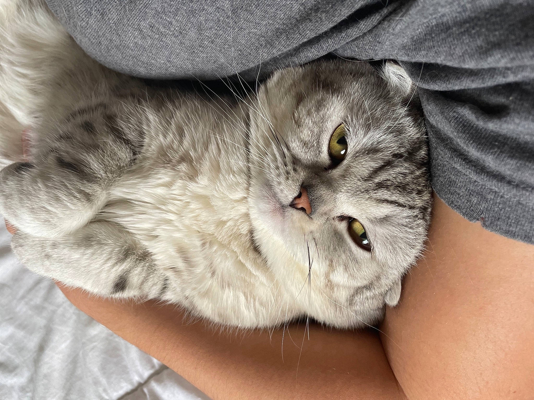 Flocon a rejoint le concours — aidez-le/la à gagner de superbes lots ! british_longhair, carnivore, cat, claw, comfort, domestic_short_haired_cat, eye, felidae, fur, grey, paw, small_to_medium_sized_cats, snout, tail, terrestrial_animal, whiskers