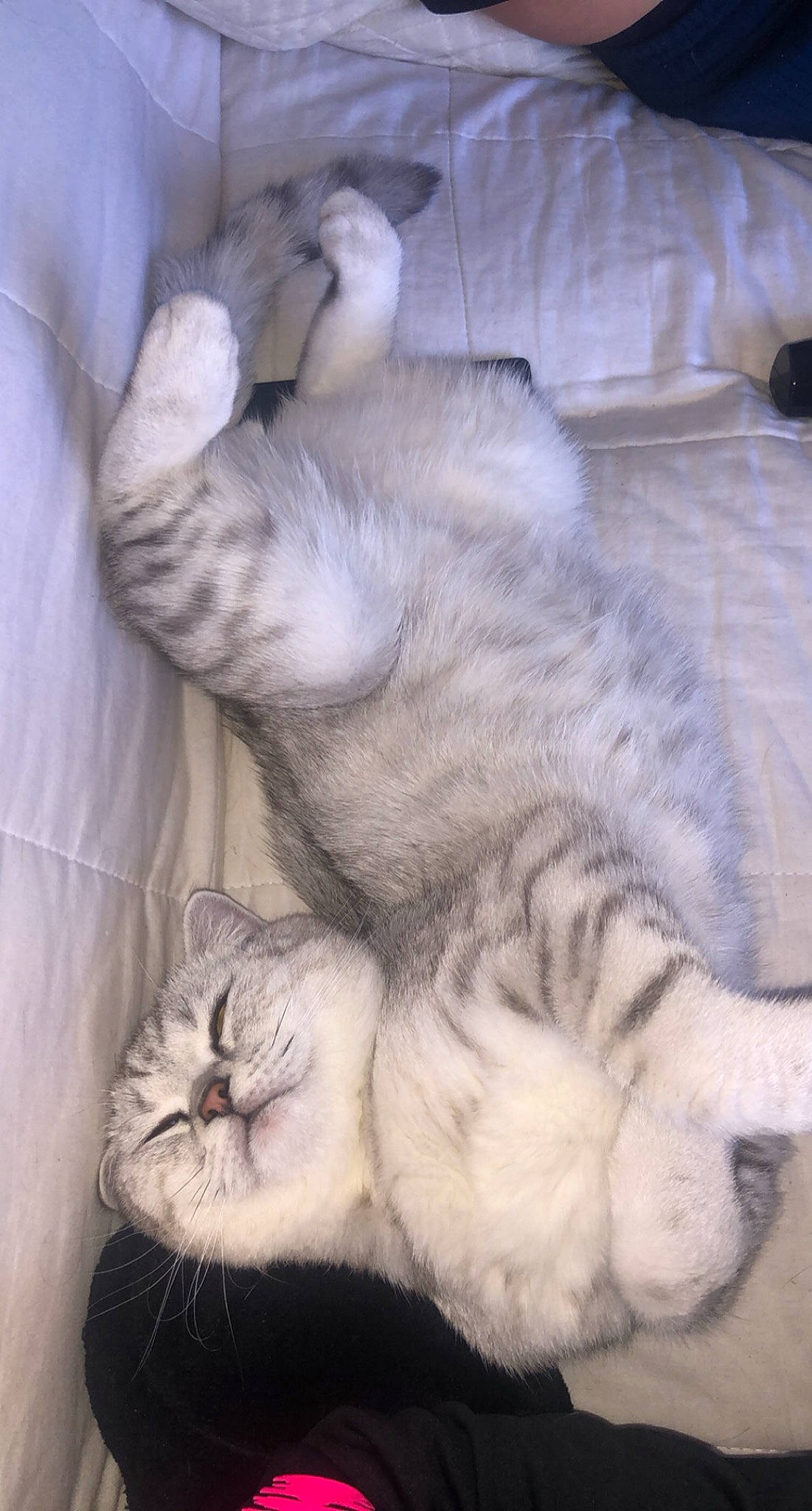 Flocon participe au concours pour gagner de l'argent avec cette photo : carnivore, cat, claw, comfort, domestic_short_haired_cat, felidae, fur, grey, nap, paw, sleep, small_to_medium_sized_cats, snout, tail, terrestrial_animal, toe, whiskers