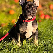Vinny joined the competition — help win amazing prizes! dog, french_bulldog, puppy, grass, red_collar, leash, outdoor, sunlight, ears, pet, animal, portrait, nature, greenery, cute, canine, sitting, young_dog, focus, closeup