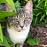 animal, brown, cat, closeup, curious, foliage, garden, gray, greenery, ground, mammal, nature, outdoor, pet, plants, portrait, tabby, whiskers, white, yellow_eyes