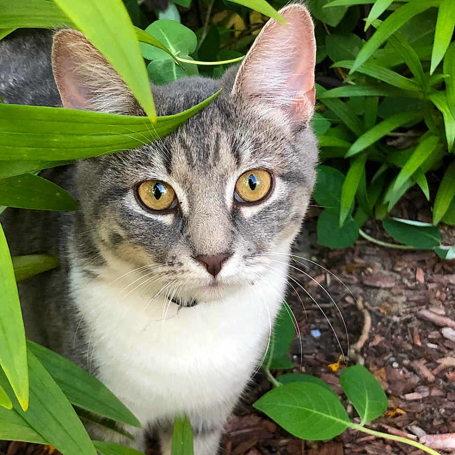 Misty joined the competition — help win amazing prizes! cat, tabby, animal, pet, outdoor, greenery, foliage, plants, yellow_eyes, curious, nature, garden, whiskers, mammal, closeup, portrait, brown, white, gray, ground