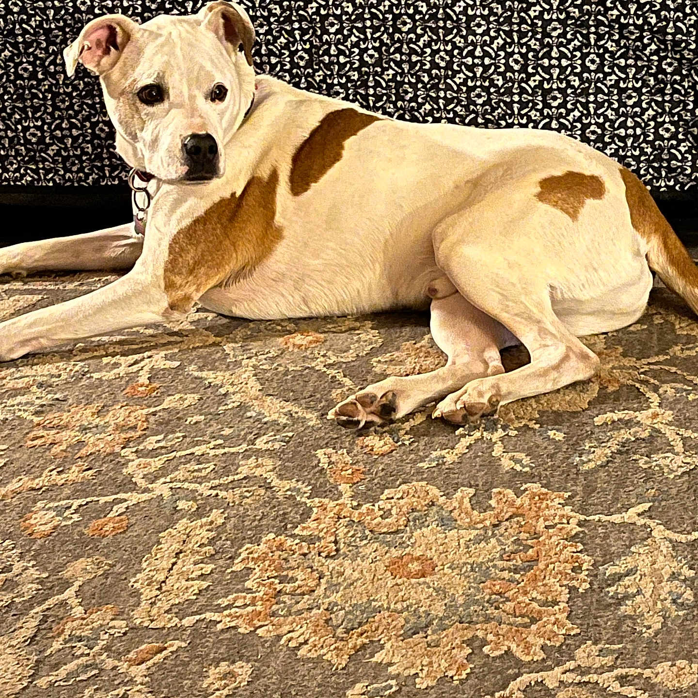 Son is registered to the contest to win money with this photo: animal, brown_patches, canine, carpet, collar, couch, dog, domestic, floor, floral_pattern, fur, furniture, home, indoor, laying_down, looking_away, patterned_carpet, pet, relaxed, white_dog