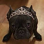 dog, black_dog, tiara, jewelry, pet, cute, indoors, wooden_floor, animal, portrait, looking_up, ears, adorable, face, close_up, domestic_animal, mammal, playful, companionship, friendly