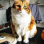 basket, blanket, cat, cozy, cute, decoration, domestic_animal, fluffy, focused, furniture, green_eyes, indoor, lamp, living_room, orange_and_white, pet, remote_control, sitting, table, whiskers