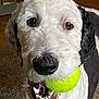 dog, tennis_ball, pet, close_up, indoor, curly_fur, white_fur, black_fur, mouth, teeth, playful, animal, carpet, furniture, expression, nose, eyes, friendly, cute, companion