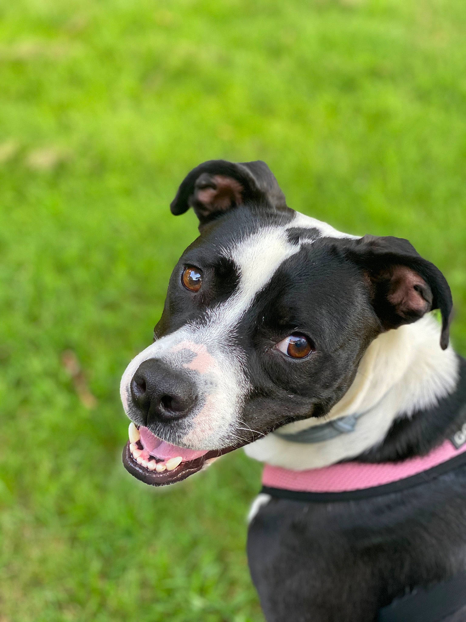 Tara joined the competition — help win amazing prizes! canidae, carnivore, collar, companion_dog, dog, dog_breed, dog_collar, fashion_accessory, fawn, grass, guard_dog, leash, non_sporting_group, personal_protective_equipment, plant, snout, sporting_group, whiskers, working_animal, working_dog