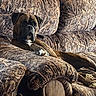 animal, boxer, brown, camouflage_pattern, canine, comfort, couch, dog, ears, fur, furniture, home, indoor, laying_down, paw, pet, portrait, relaxed, resting, snout