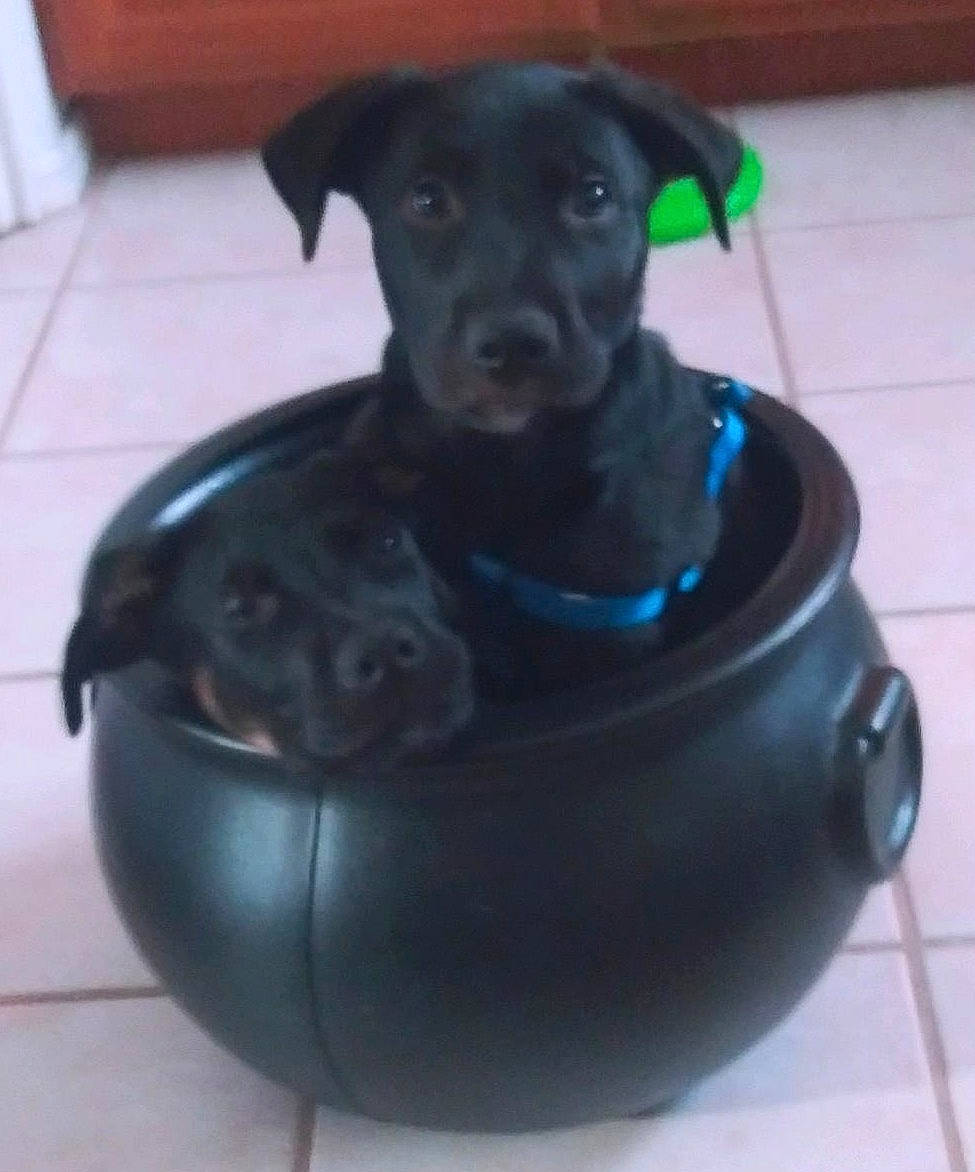 Loki-n-dk is registered to the contest to win money with this photo: borador, canidae, carnivore, comfort, companion_dog, dog, dog_breed, dog_collar, dog_supply, electric_blue, gas, guard_dog, pet_supply, plastic, sporting_group, working_animal, working_dog