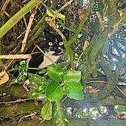 Happy a rejoint le concours — aidez-le/la à gagner de superbes lots ! animal, branches, cat, climbing, closeup, curious, eyes, foliage, green, hiding, leaves, moss, nature, outdoor, pet, portrait, tree, trunk, tuxedo_cat, whiskers