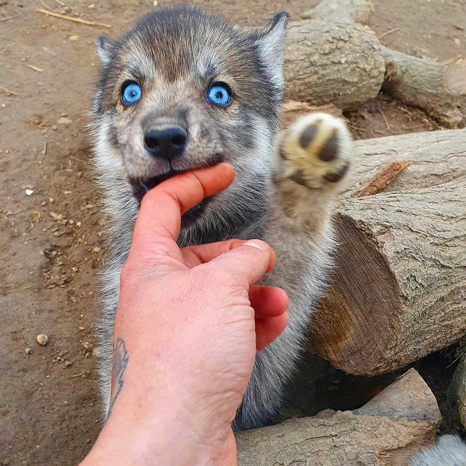 Tala