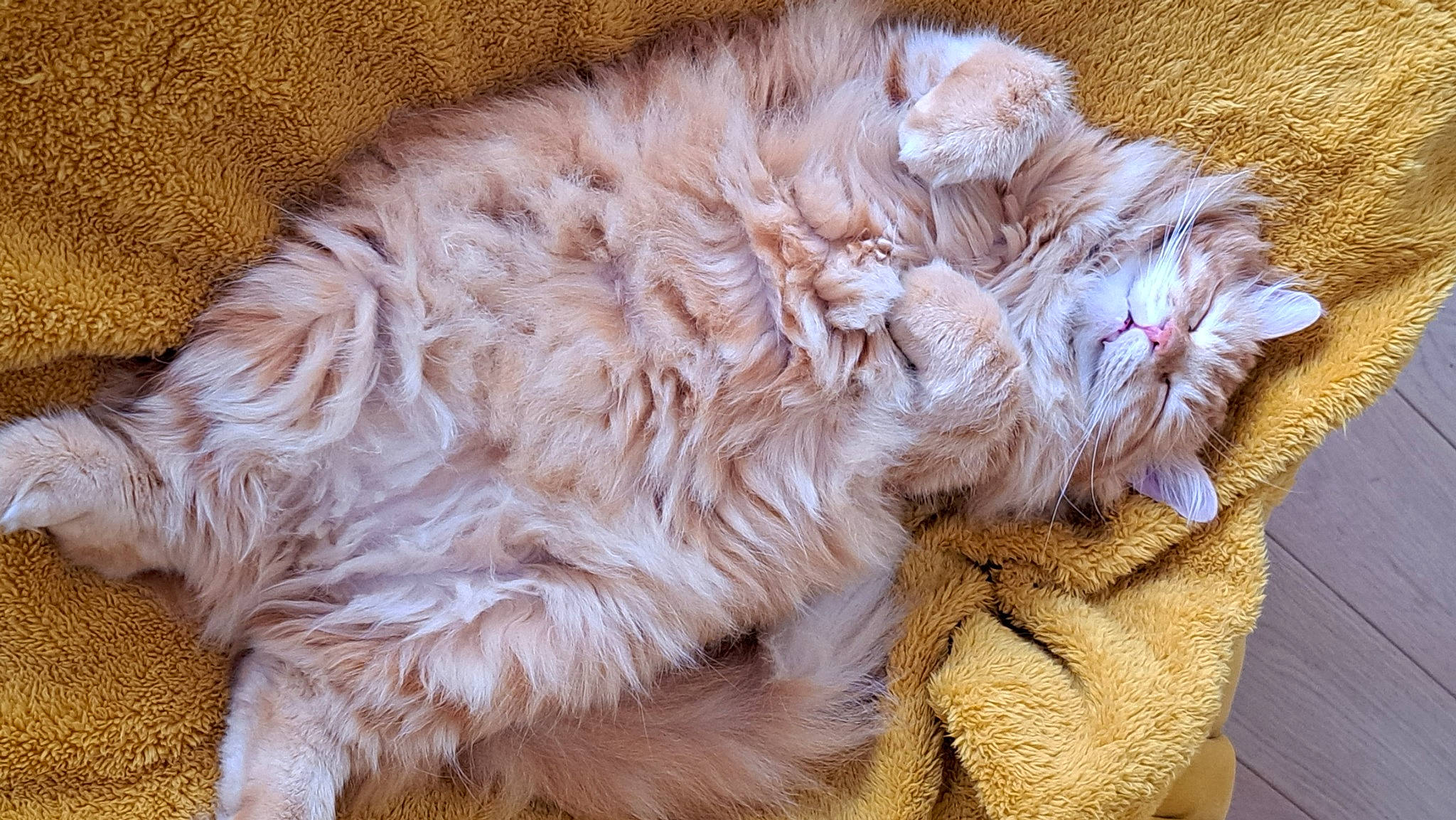 Rouky participe au concours pour gagner de l'argent avec cette photo : british_longhair, carnivore, cat, claw, comfort, companion_dog, fawn, felidae, fur, natural_material, paw, peach, small_to_medium_sized_cats, snout, tail, terrestrial_animal, whiskers, wool, working_animal