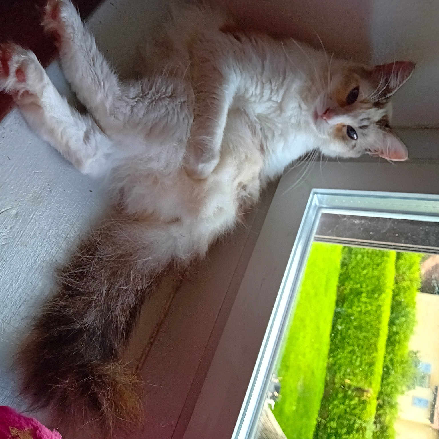 Plumette