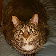 Neelix joined the competition — help win amazing prizes! animal, cat, close_up, cushion, cute, domestic_cat, ears, feline, fur, green_eyes, indoor, looking_at_camera, pet, portrait, relaxed, sitting, soft_fabric, striped, tabby_cat, whiskers