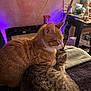 animal, blanket, cat, cats, companion, cozy, furniture, guitar, indoor, lamp, orange_tabby, pet, purple_light, relaxation, resting, sleeping, snuggling, soft, striped_cat, table