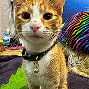 Jake joined the competition — help win amazing prizes! animal, bell, blanket, cat, close_up, collar, colorful, curious, cute, domestic, feline, fur, household, indoor, orange_cat, pet, portrait, sitting, whiskers, white_cat