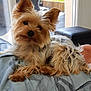 Hisy participe au concours pour gagner de l'argent avec cette photo : australian_silky_terrier, australian_terrier, biewer_terrier, carnivoran, companion_dog, dog, dog_breed, dog_breed_group, dog_like_mammal, fur, mammal, morkie, norwich_terrier, puppy, small_terrier, snout, terrier, toy_dog, vertebrate, yorkshire_terrier
