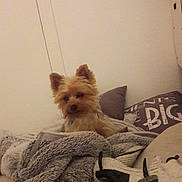 Hisy a rejoint le concours — aidez-le/la à gagner de superbes lots ! cairn_terrier, carnivoran, companion_dog, dog, dog_breed, dog_breed_group, dog_like_mammal, floor, mammal, morkie, norwich_terrier, pomeranian, puppy, small_terrier, terrier, toy_dog, vertebrate, yorkshire_terrier