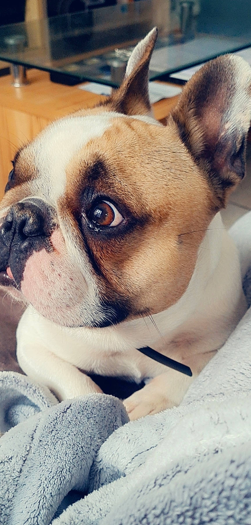 Ollister a rejoint le concours — aidez-le/la à gagner de superbes lots ! bored, bulldog, canidae, carnivore, comfort, companion_dog, dog, dog_breed, ear, eye, fawn, fur, head, snout, sporting_group, terrestrial_animal, toy_dog, whiskers, working_animal, wrinkle