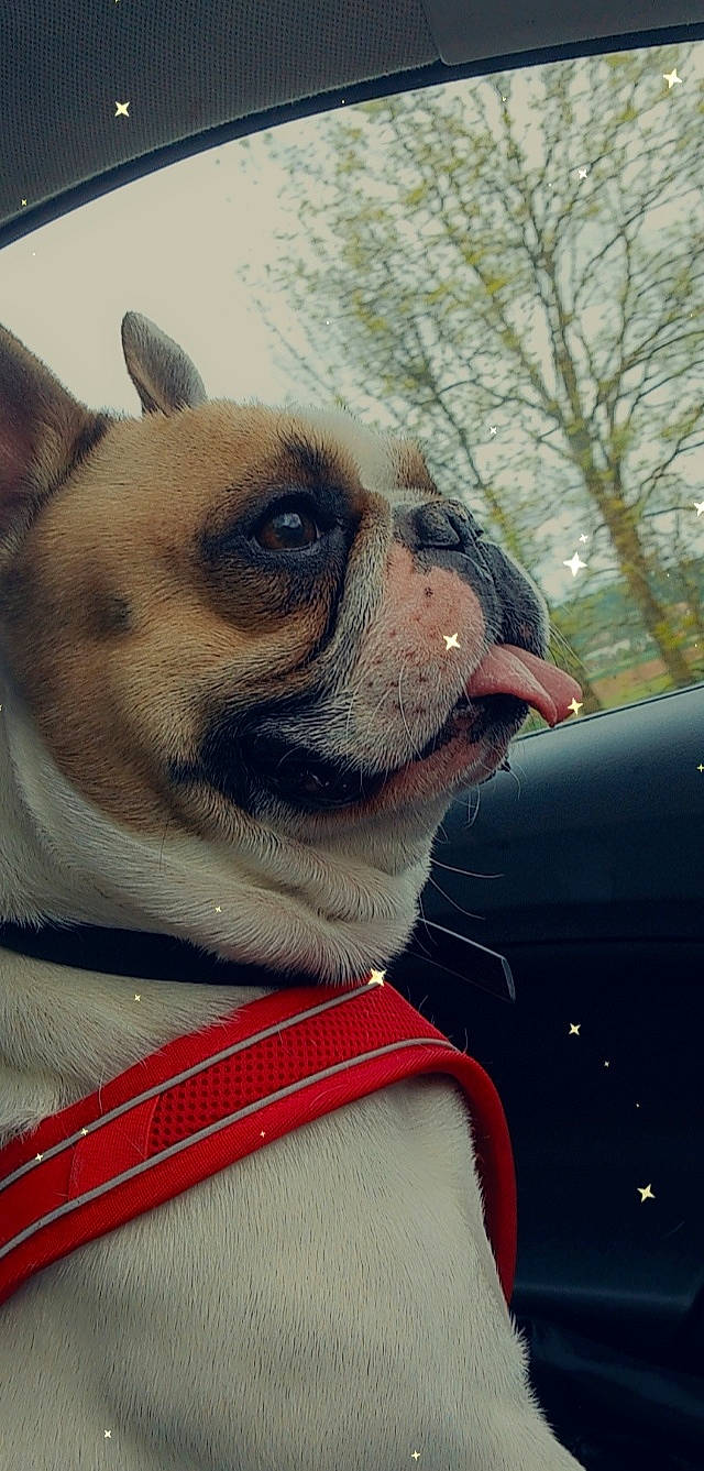 Ollister a rejoint le concours — aidez-le/la à gagner de superbes lots ! bulldog, canidae, carnivore, collar, companion_dog, dog, dog_breed, dog_collar, eye, fawn, fur, leash, pet_supply, snout, terrestrial_animal, toy_dog, tree, whiskers, working_animal, wrinkle